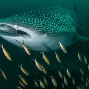 Whale shark (Rhincodon typus), an endangered species, swimming through a school of Goldband fusiliier (Pterocaesio chrysozona) whilst feeding on zooplankton in nutrient-rich murky water, Adang-Rawi Archipelago, Andaman Sea, Satun, Thailand