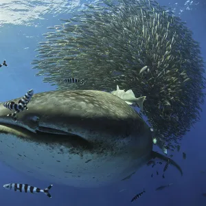 Whale Shark (Rhincodon typus) passing by baitball, Santa Maria Island, Azores, Portugal