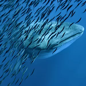 Whale shark (Rhincodon typus) with shoal of anchovies staying near to avoid predation