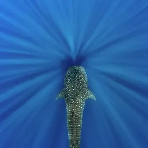 Whale shark (Rhincodon typus) swimming through sun beams. This individual was following blue whales around to feed on their faeces. Indian Ocean, off Sri Lanka Whale shark (Rhincodon typus) swimming through sun beams. This individual was following blue whales around to feed on their faeces. Indian Ocean, off Sri Lanka