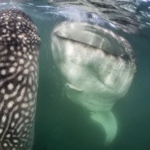 Whale sharks (Rhincodon typus) bottle feeding, by floating stationary