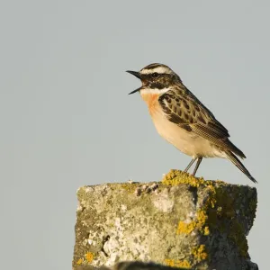 Whinchat (Saxicola saxicola) male singing perched on post, Lithuania, May 2009 Whinchat (Saxicola saxicola) male singing perched on post, Lithuania, May 2009