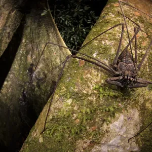Un scorpion fouet (Heterophrynus elephas) à la chasse de nourriture sur une grande racine d'arbre de la forêt tropicale. Un scorpion fouet (Heterophrynus elephas) à la chasse de nourriture sur une grande racine d'arbre de la forêt tropicale.