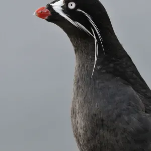 Whiskered auklet (Aethia pygmaea), Iony Island / Jonas Island, Sea of Okhotsk