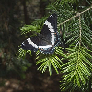 White admiral butterfly (Limenitis arthemis) on pine branch, New Brunswick, Canada