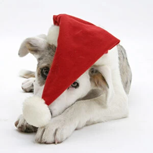 White-and-merle Border Collie-cross puppy, Ice, 14 weeks, wearing a Father Christmas hat