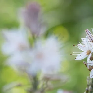 White asphodel (Asphodelus albus) flowerhead. Cyprus. April