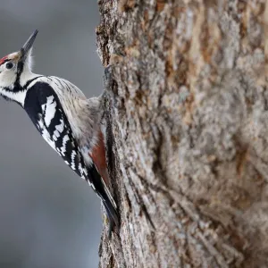 White-backed Woodpecker (Dendrocopos leucotos). Bieszczady, Carpathian Mountains