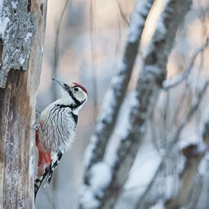 White-backed woodpecker (Dendrocopos leucotos) male on tree trunk. Oulu, Finland. January