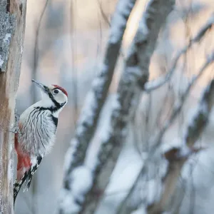 White-backed woodpecker (Dendrocopos leucotos) male on tree trunk. Oulu, Finland. January