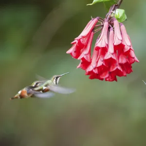 White bellied woodstar (Chaetocercus mulsant) three hovering around red flowers