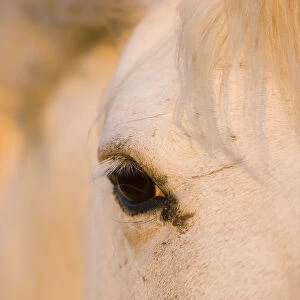 White Camargue horse close-up of head, Camargue, France, May 2009