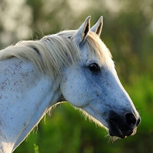 White Camargue Horse (Equus caballus) heqad and neck in profile. Camargue, Rhone