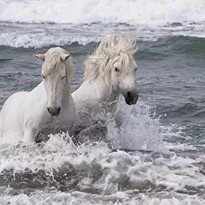 Two white Camargue horses in ocean of Camargue, France, Europe. May