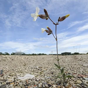 White campion (Silene latifolia) growing on brownfield site scheduled for development
