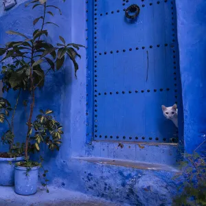 A white cat peeks out a blue door. Chefchaouen, Morocco