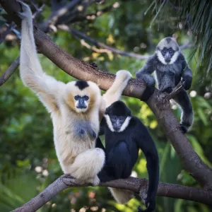 White-cheeked gibbon (Nomascus leucogenys) female and two offspring, a male and female