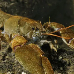 White clawed crayfish (Austropotamobius pallipes) on river bed, viewed underwater White clawed crayfish (Austropotamobius pallipes) on river bed, viewed underwater