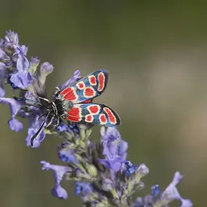 White-collar burnet moth (Zygaena carniolica) nectaring on Catnip (Nepeta nuda). Greece White-collar burnet moth (Zygaena carniolica) nectaring on Catnip (Nepeta nuda). Greece