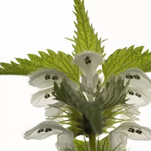 White dead nettle (Lamium album) with stamens protected from rain by overhanging upper lip
