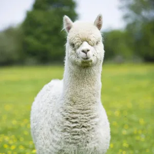 White domestic Alpaca {Lama pacos}, bred in the UK for its soft wool, UK