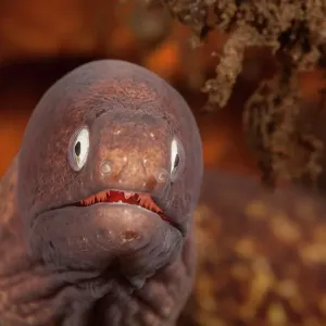 White-eyed moray close-up head print