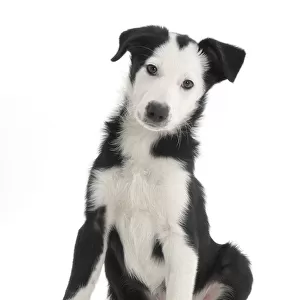 White-faced black-and-white Border Collie puppy