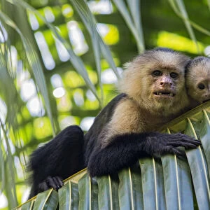 White-faced Capuchin (Cebus capucinus imitator) mother and baby
