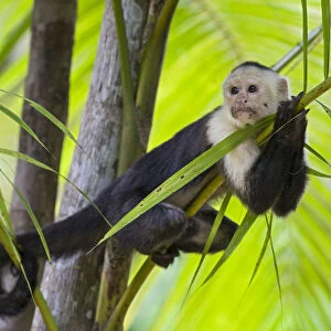 White-faced Capuchin (Cebus capucinus imitator) resting in palm tree. Osa Peninsula