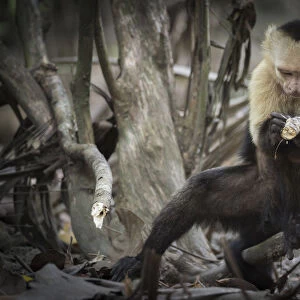 White-faced capuchin monkey (Cebus capucinus) finding insects in wood, Curu National Park