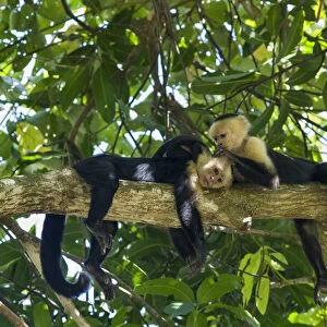 White-faced Capuchins (Cebus capucinus imitator) grooming while resting