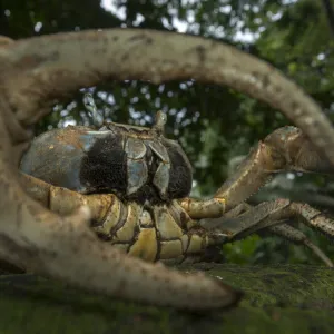 White forest crab (Cardisoma armatum) portrait, seen through claw, Island of Principe