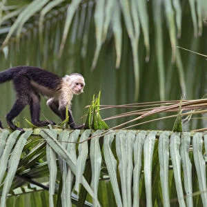 White-headed capuchin (Cebus capucinus) walking on giant palm-tree, Costa Rica