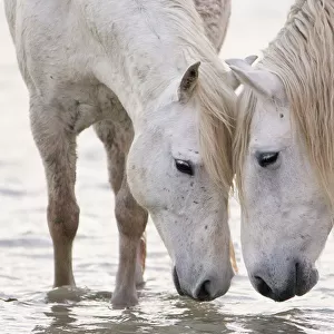 Two white horses of the Camargue, head to head at water, Camargue, Southern France