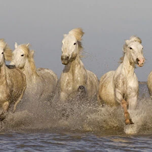 White horses of the Camargue, herd running through the sea, Camargue, Southern France