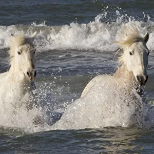 Two white horses of the Camargue, running through the sea, Camargue, Southern France