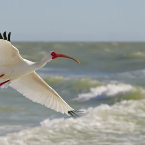 White ibis (Eudocimus albus) in flight, Fort Myers Beach, Gulf Coast, Florida, USA, March