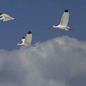 White ibis (Eudocimus albus) group of four in flight above clouds, Fort Myers Beach