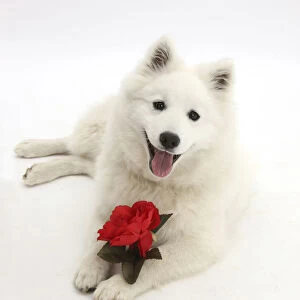 White Japanese Spitz dog, Sushi, 6 months old, holding a red rose