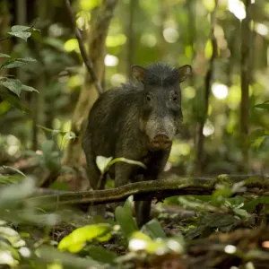 White lipped peccary print on forest floor White lipped peccary print on forest floor