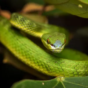 White-lipped pit viper Print White-lipped pit viper Print
