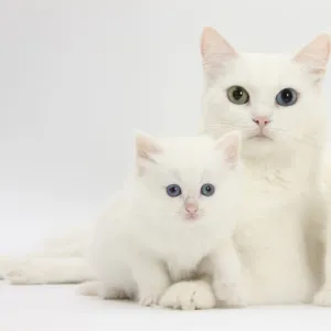 White Maine Coon-cross mother cat, and her white kittens