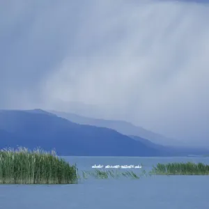White Pelicans at Bear River Migratory Bird Refuge Print White Pelicans at Bear River Migratory Bird Refuge Print