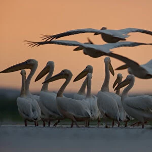 White pelicans (Pelecanus onocrotalus) in water, three flying overhead, Lake Belau