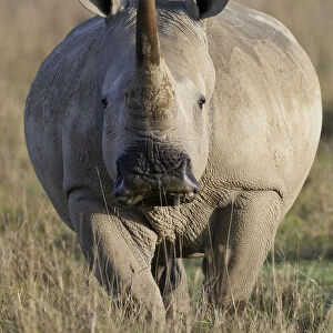 White rhino (Ceratotherium simum) female portrait, portrait, Nakuru National Park, Kenya