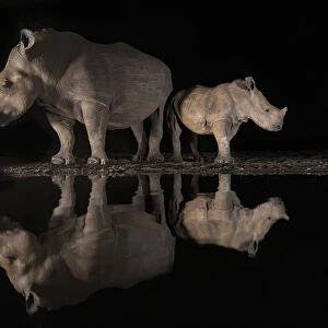 White rhino (Ceratotherium simum) female and calf looking in opposite directions