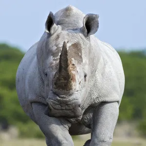 White rhinoceros {Ceratotherium simium} head on, Etosha national park, Namibia