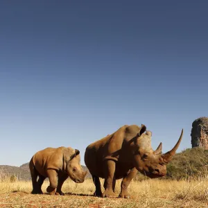 White rhinoceros (Ceratotherium simum) mother and calf browsing. Entabeni Safari Conservancy