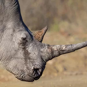 White rhinoceros (Ceratotherium simum) with a long horn, Marakele National Park, South Africa