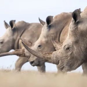 Three White rhinoceroses (Ceratotherium simum) walking together, Solio Game Reserve Three White rhinoceroses (Ceratotherium simum) walking together, Solio Game Reserve